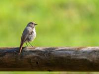 Hausrotschwanz Weibchen
